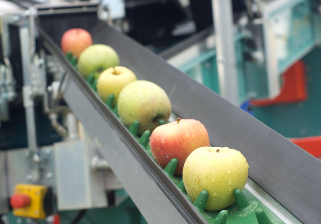 21045628 - picked apples on a conveyor belt