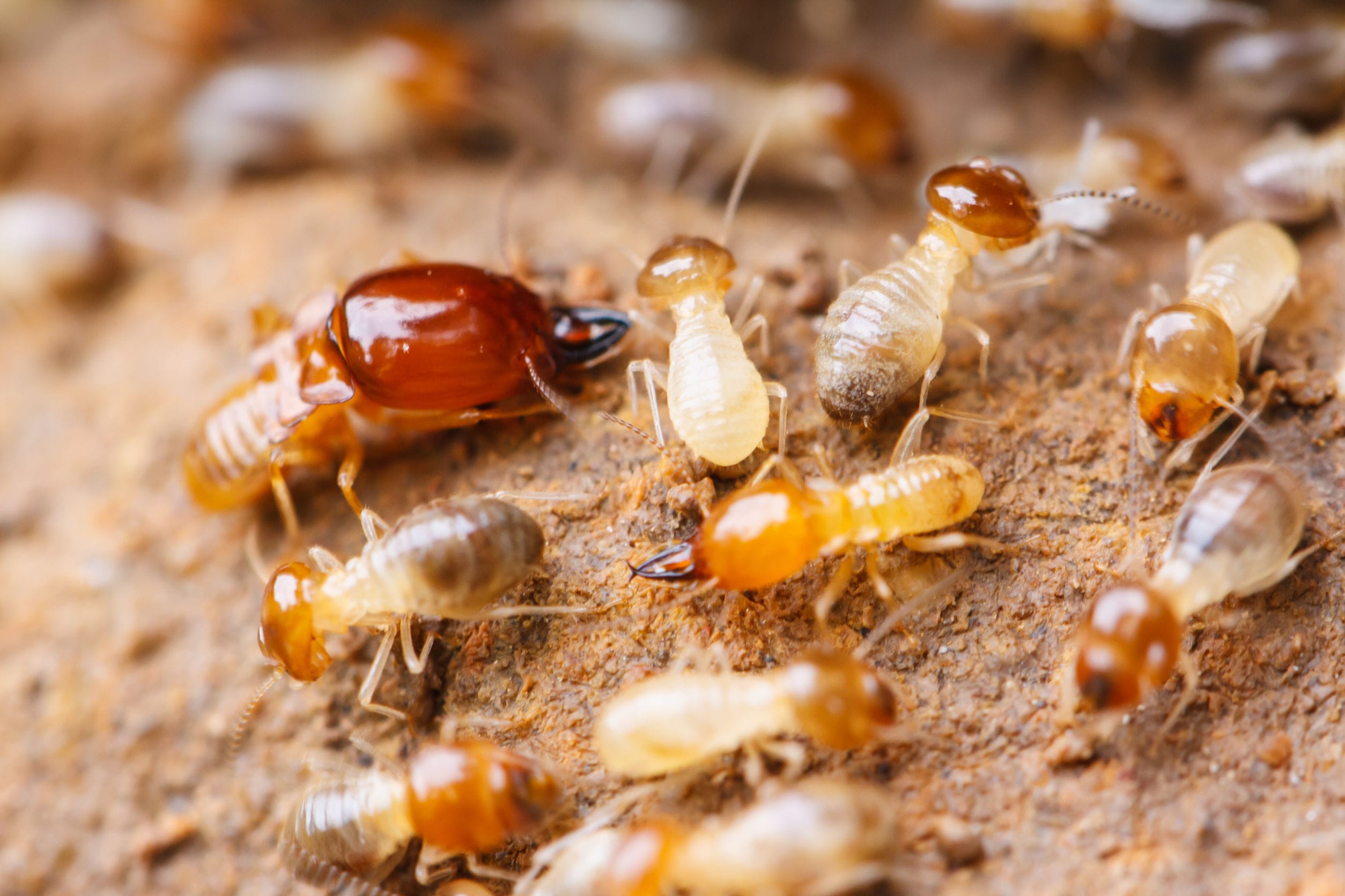 Termite Barriers Scientific Pest Management