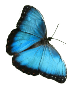 Butterfly 2