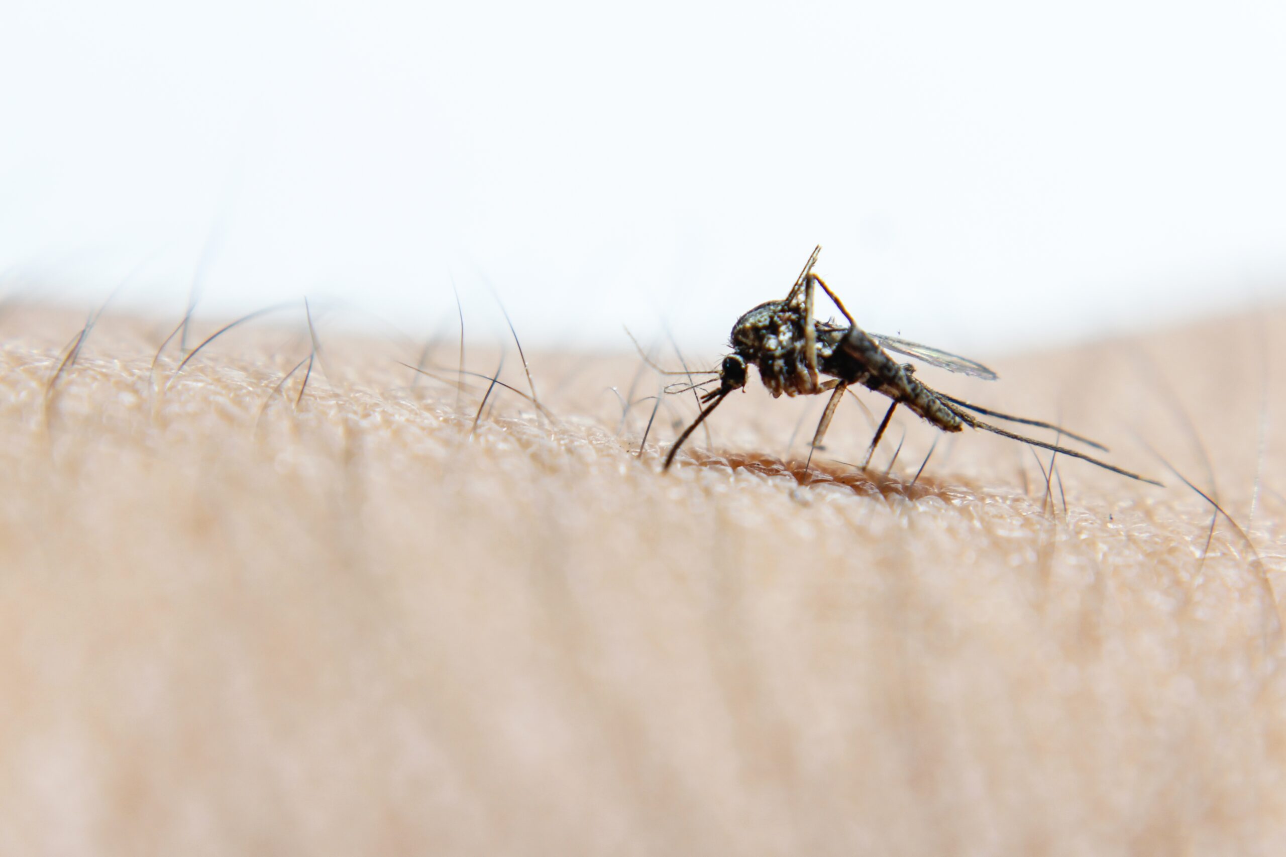 close-up-or-macro-pictures-of-mosquitoes-on-the-sk-2023-11-27-05-14-14-utc