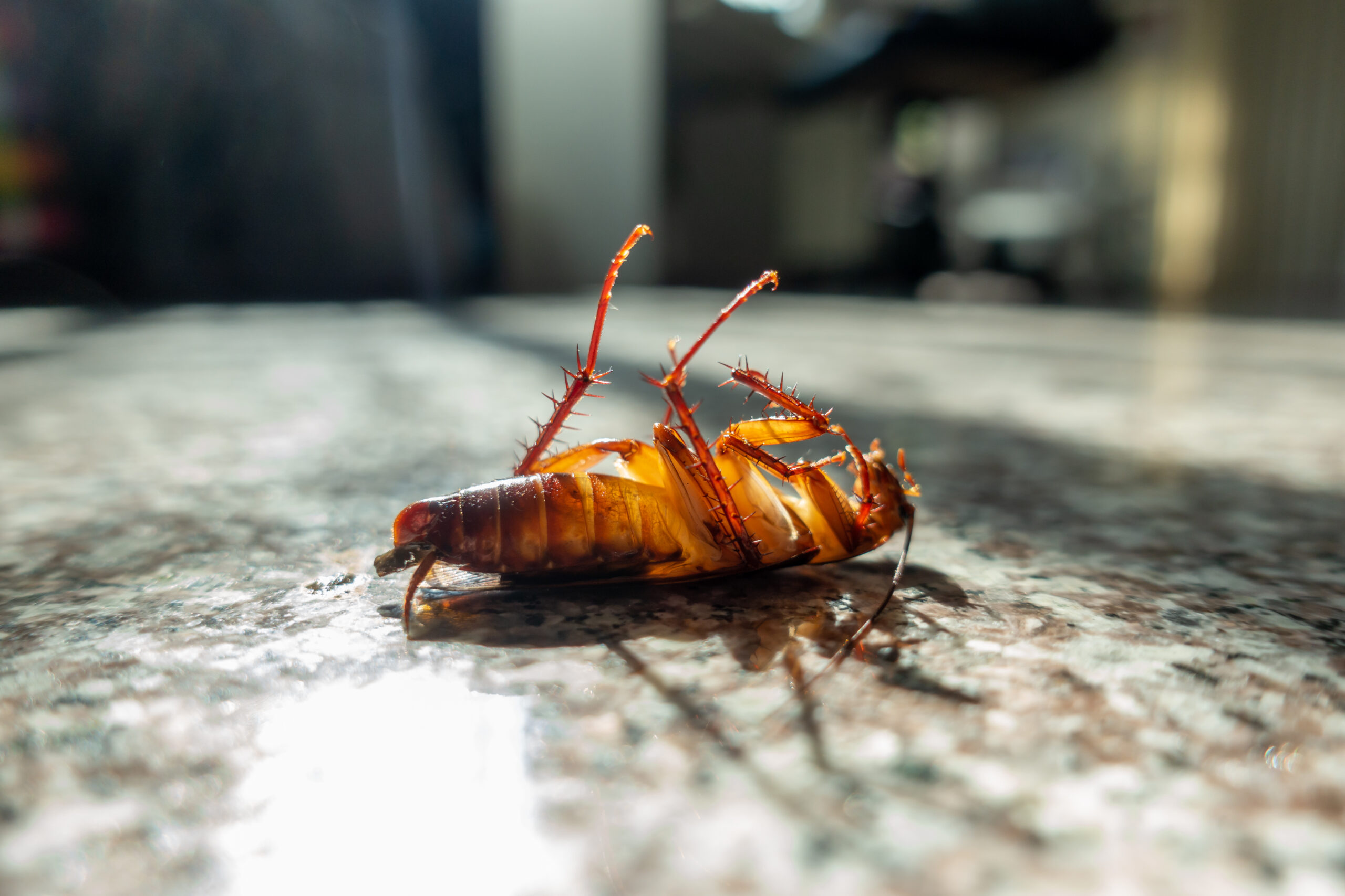 Dead cockroach on floor, pest control concept