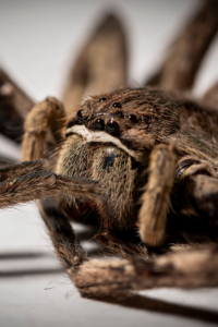 hunstman - Scientific Pest Management