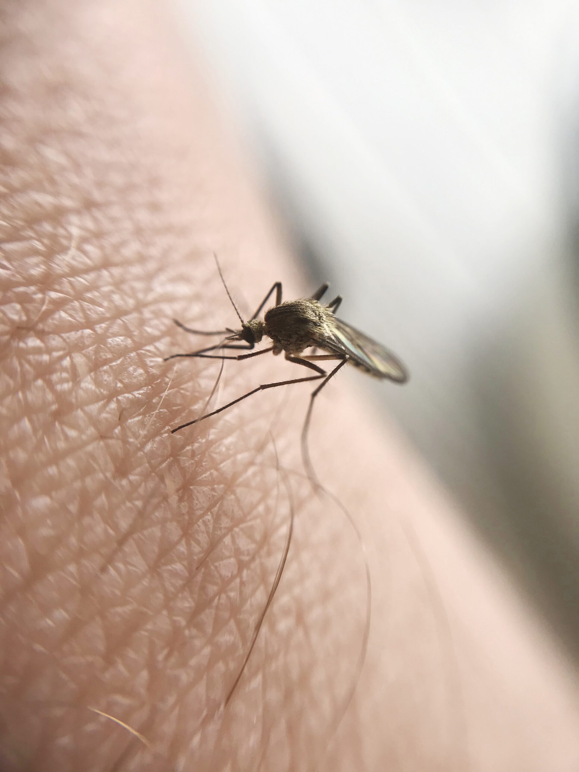 macro-of-mosquito-sucking-blood-2023-11-27-05-34-12-utc